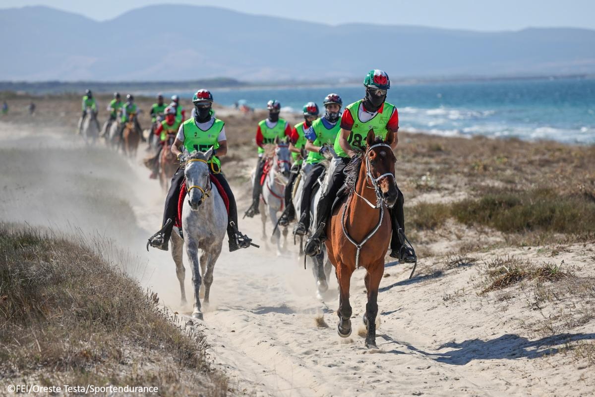 FEI Endurance horses